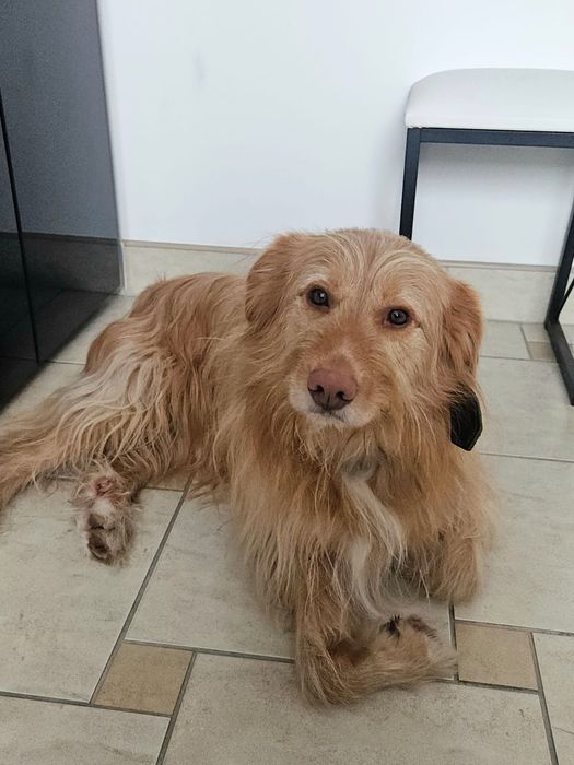 Kudłaty prosi o dom