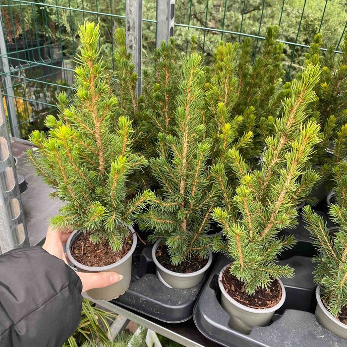 Елки, ялини, сосни живі в горщиках