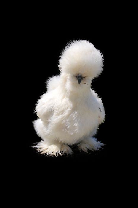 Sedosa do Japão ovos