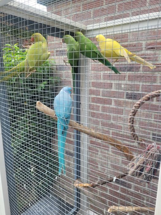 Papugi Aleksandretty obrożne