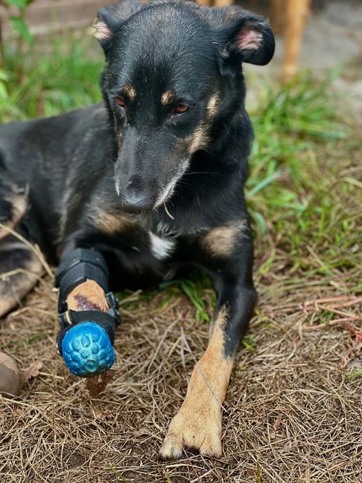 Собака над якою знущались врятуй собаку притулку собака дівчинка