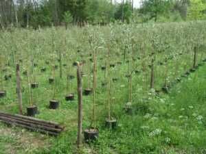 Postes de madeira tratada c/ tratamento antigo como as solipas até3.5m