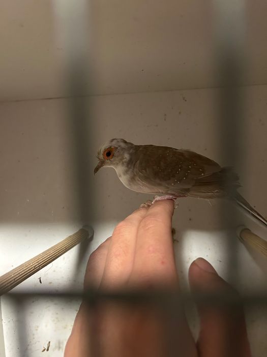 Gołąbki diamentowe szeki