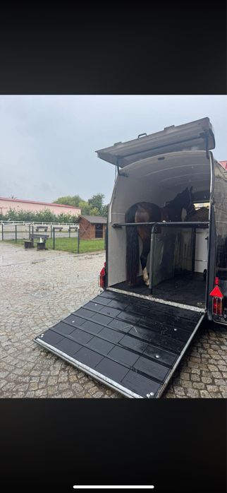 Oferujemy transport koni (zwierzat ) 24h/7