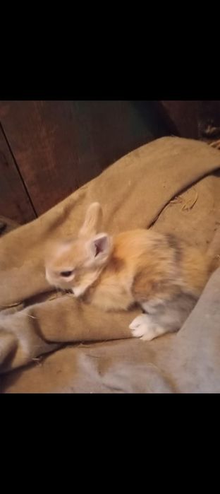 Króliki karzełki Teddy