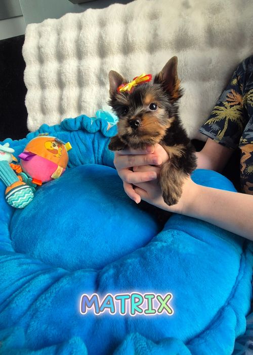 Yorkshire terrier Piesek JUŻ DO ODBIORU
