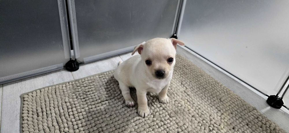 Mini chihuahua femea