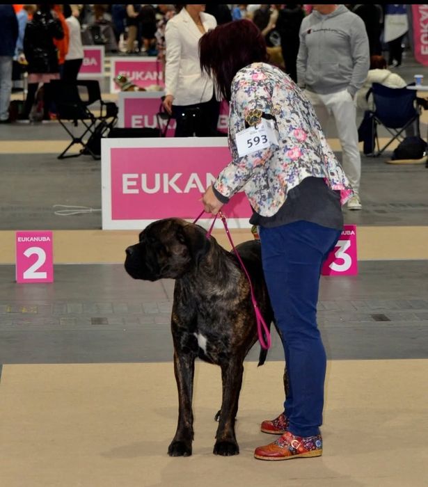Cane Corso szczenię