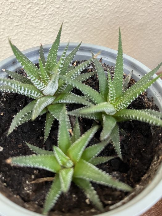 Хавортія,гастерія,сукуленти