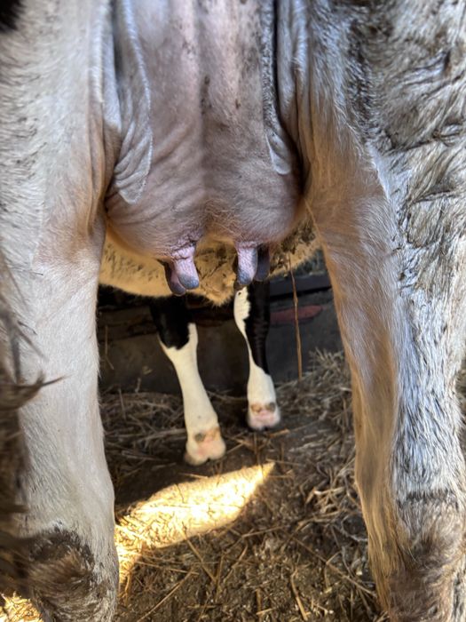 Jałówki cielne  mleczne HO x Montbeliarde