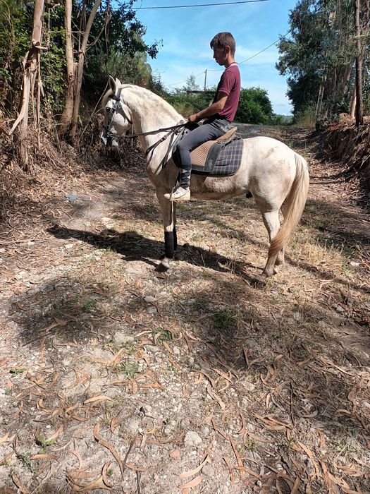 Cavalo manso , facil  ,experiente ,montado para qualquer cavaleiro
