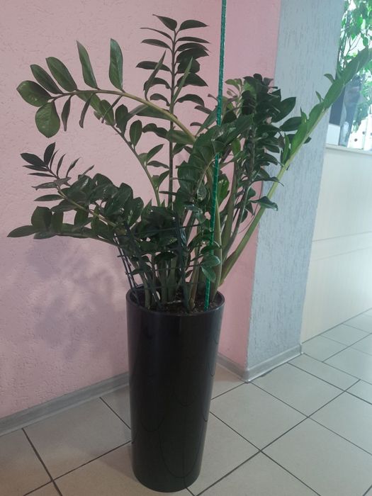 Заміокулькас