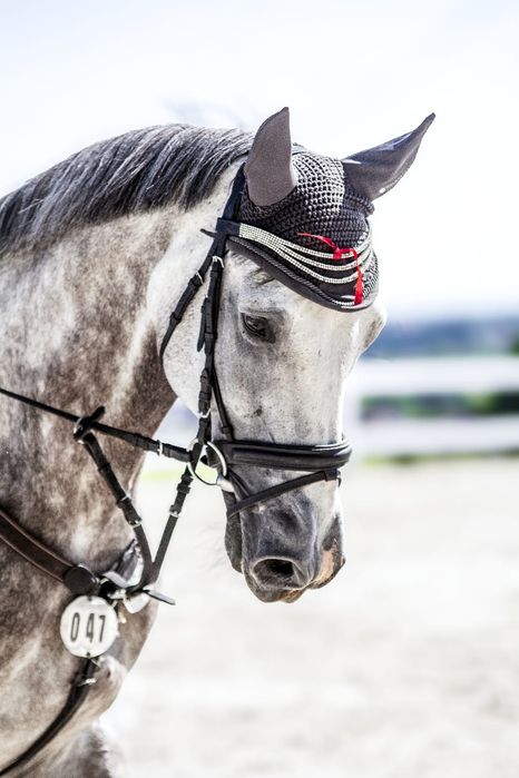 Stakkatol/Caretino wałach 7 lat z potencjałem