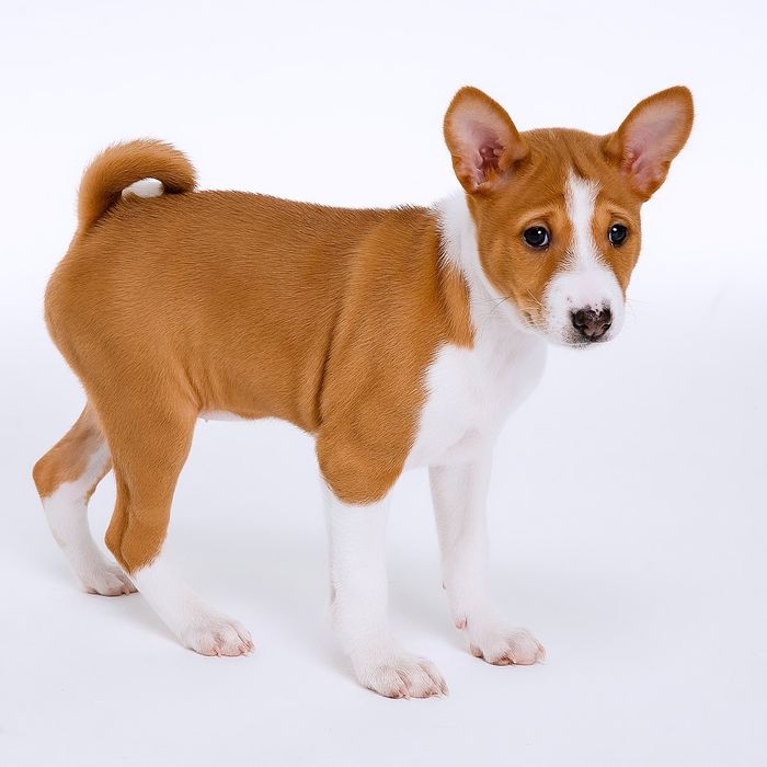 Щенок басенджи девочка 2024