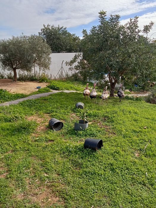 Peruas juvenis para criação