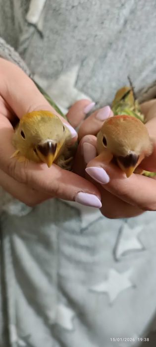 Agapórnis Roseicollis para levantarem voo