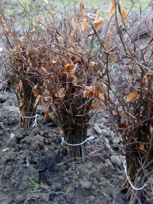 Sadzonki buka, graba ,świerka,olchy, modrzewia,lipy,jawora,jodły