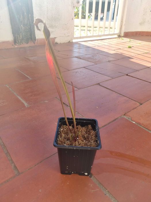 Sarracenia Leucophylla