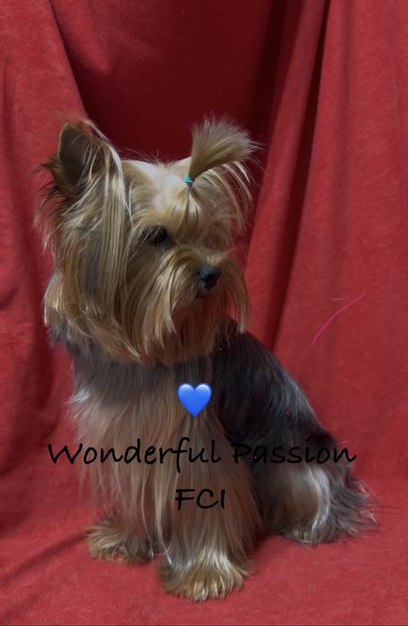 York Odchowany piesek po Championie PL, yorkshire terrier, pies ZKwP,  FCI