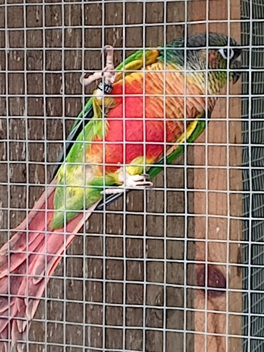 Pyuhurra  de boa saúde