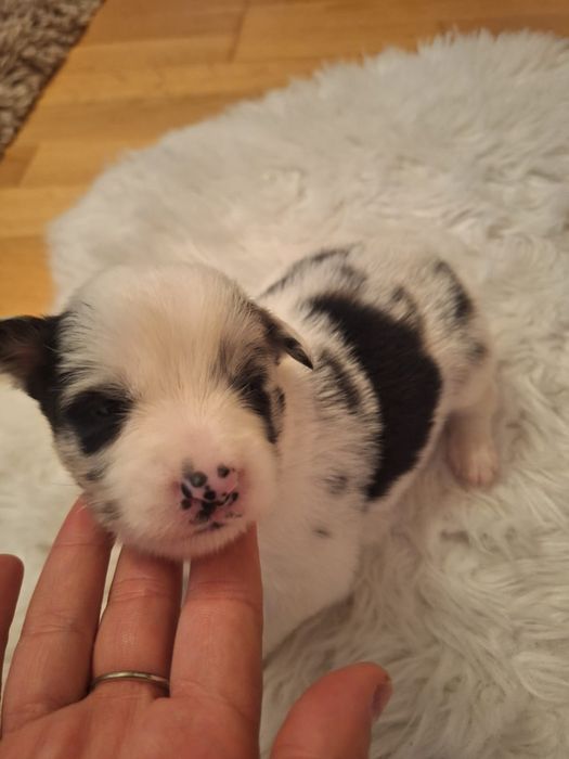 Sunie merle Border Collie