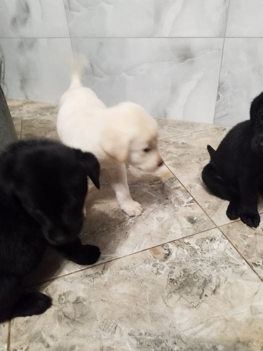 Метиси лабрадора