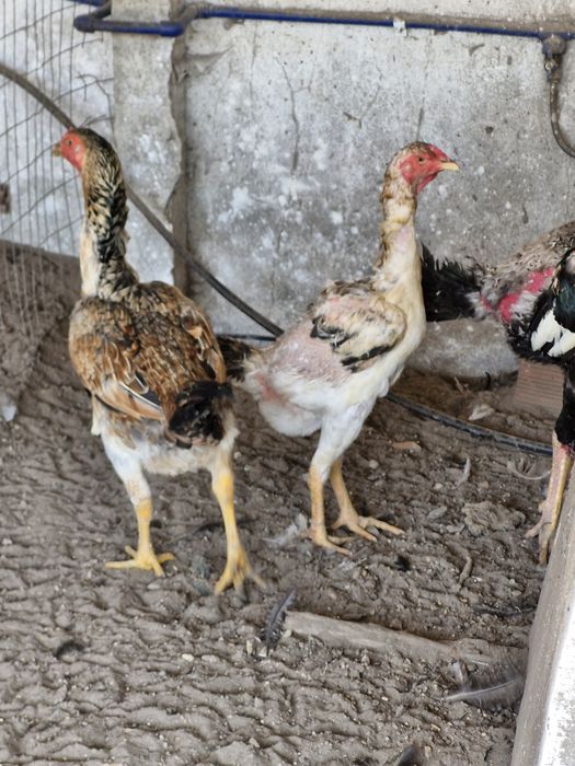 Galinhas   indio gigante com  90cmm