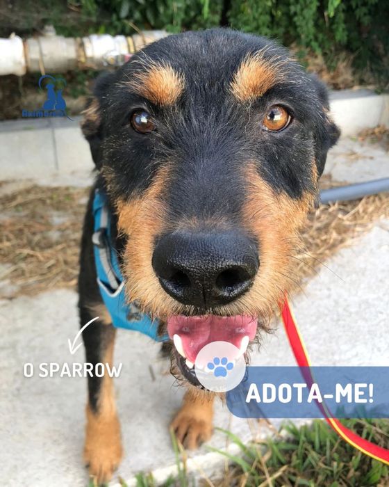 Sparrow cao jovem de porte grande