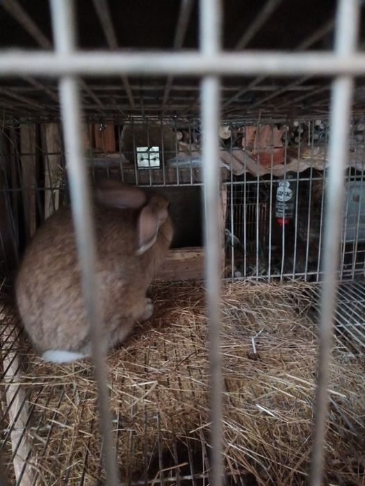 Casal coelhos castanhos
