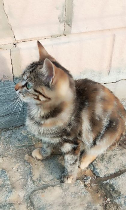 Трехцветная котёнок девочка бенгальского окраса ищет дом! Котята в хор