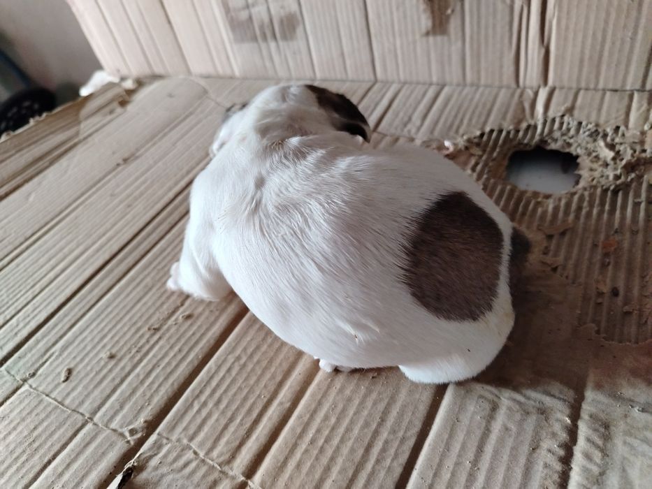 Lindíssima buldogue francês