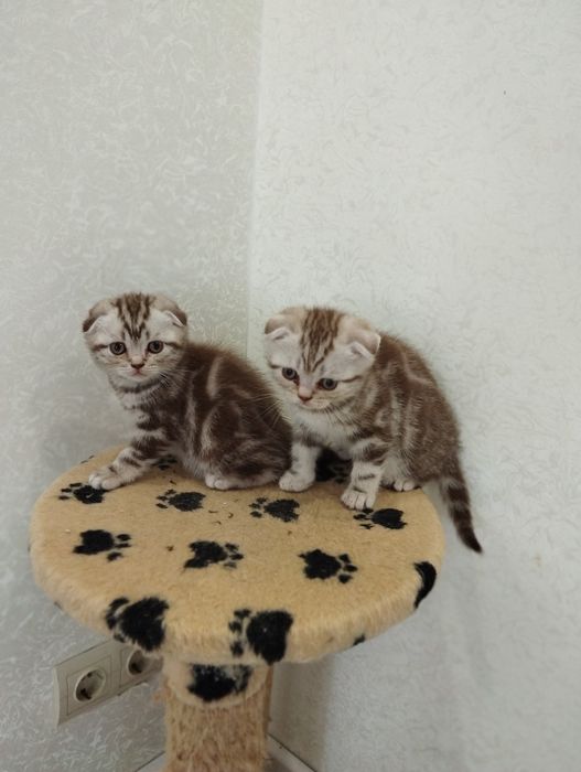 Шотландський весловухий котик.