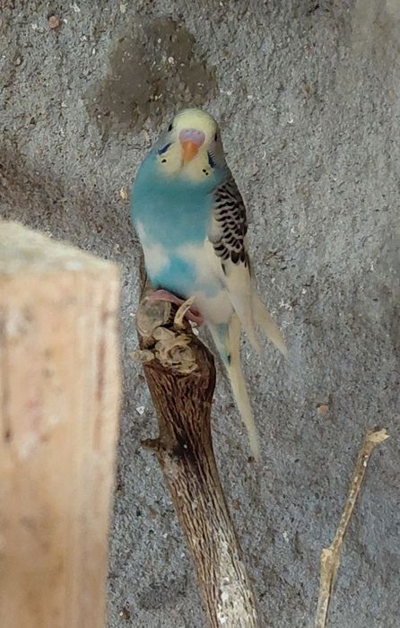 Periquitos e mandarins