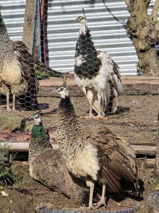 Pavões com fator arlequim