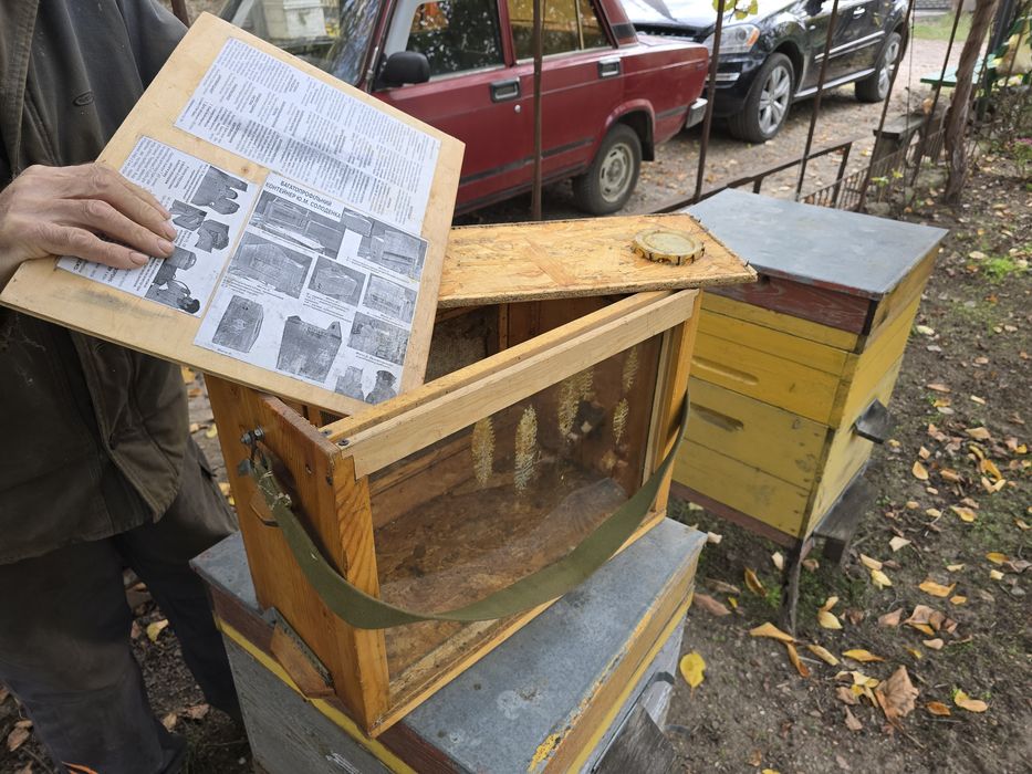 Улий наблюдательный, лечебный новый