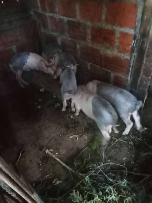 Vende-se leitões Bissaros