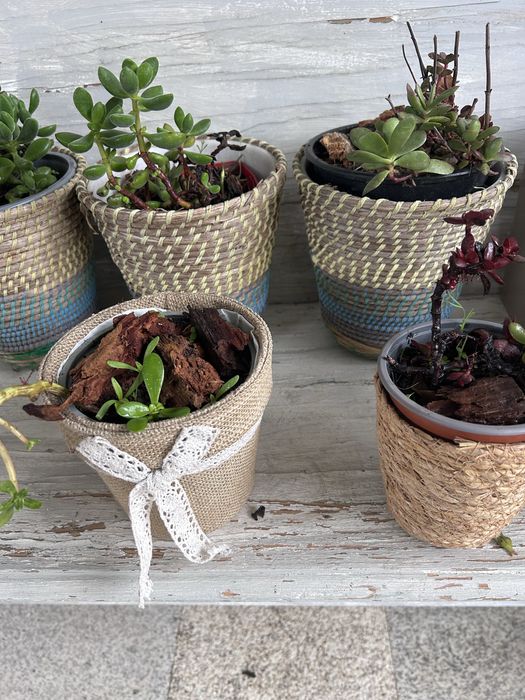 Suculentas  diversas com vaso externo decorativo