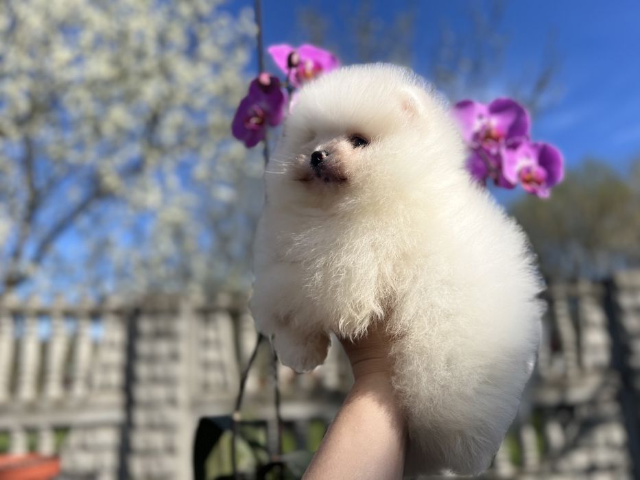 Цуцики ведмедики