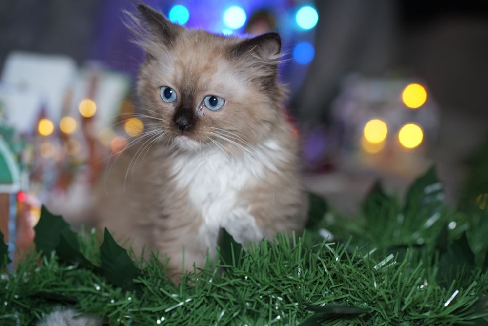 Kotka mink ragdoll/cherubim wykastrowana, do odbioru