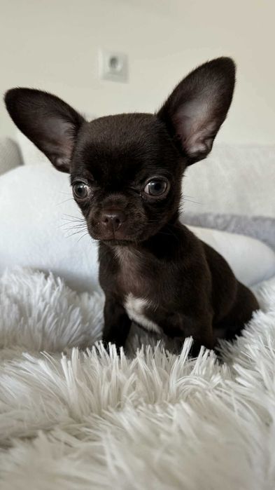 Czekoladowy Chłopczyk Mini Chihuahua z Rodowodem