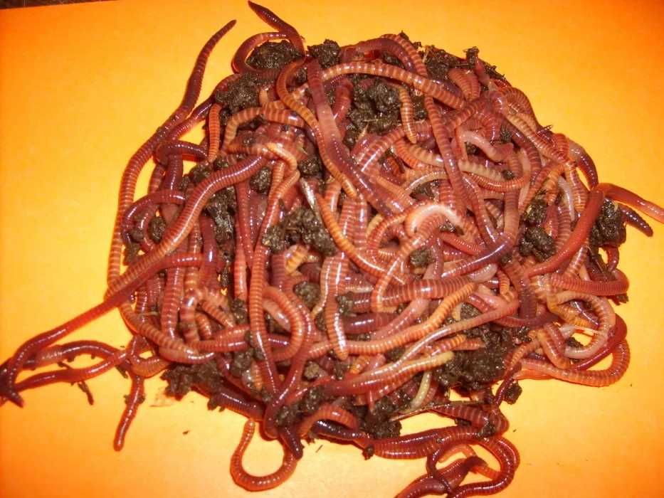 Dżdżownice kalifornijskie 500 szt.