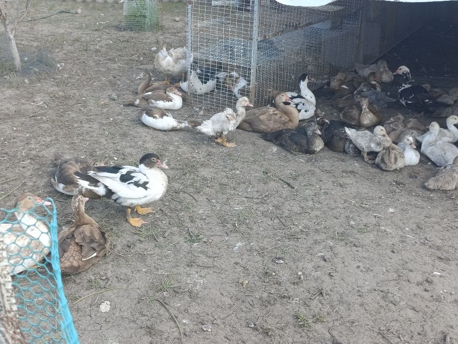 Індокачки, мускусні качки різного віку