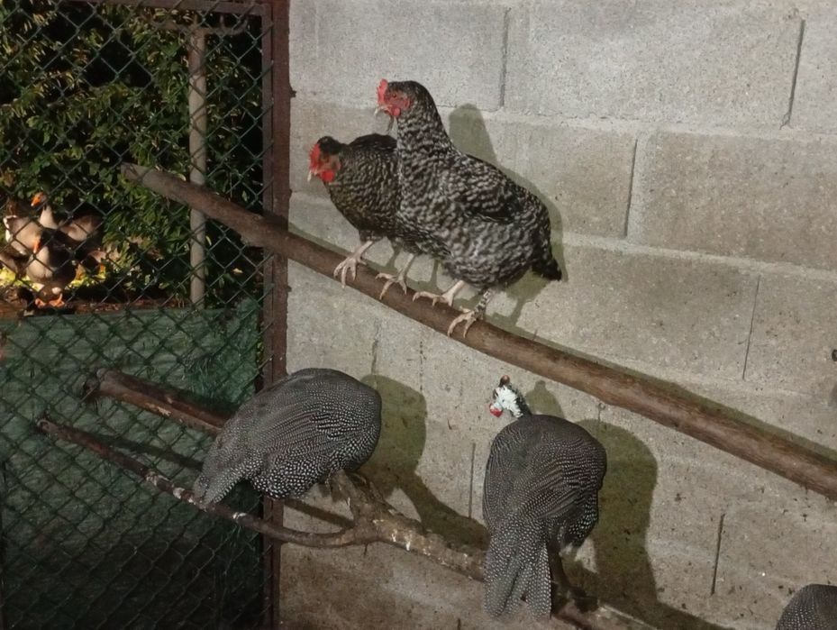 Gansos patos reais galinhas da Ângola