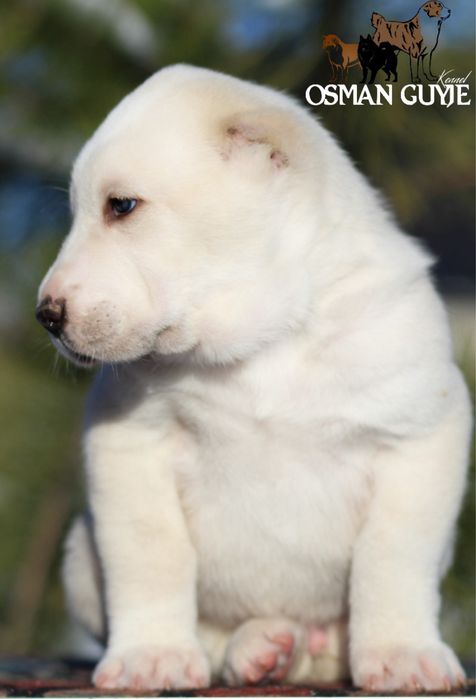 Хлопчик САВ Середньоазіатської вівчарки алабай