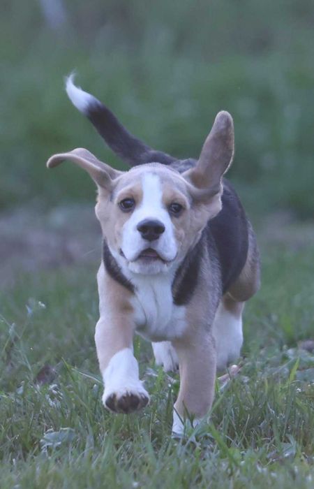 Хлопчик бігль, з розплідника  документи КСУ-FCI