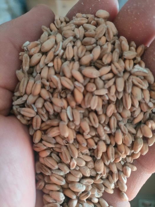 Sprzedam zboże różne