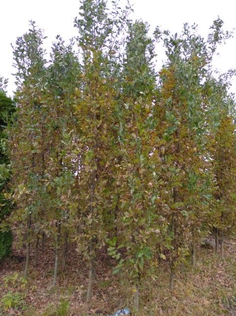 Dąb szypułkowy kolumnowy FASTIGIATA  350cm obwód 10-12cm