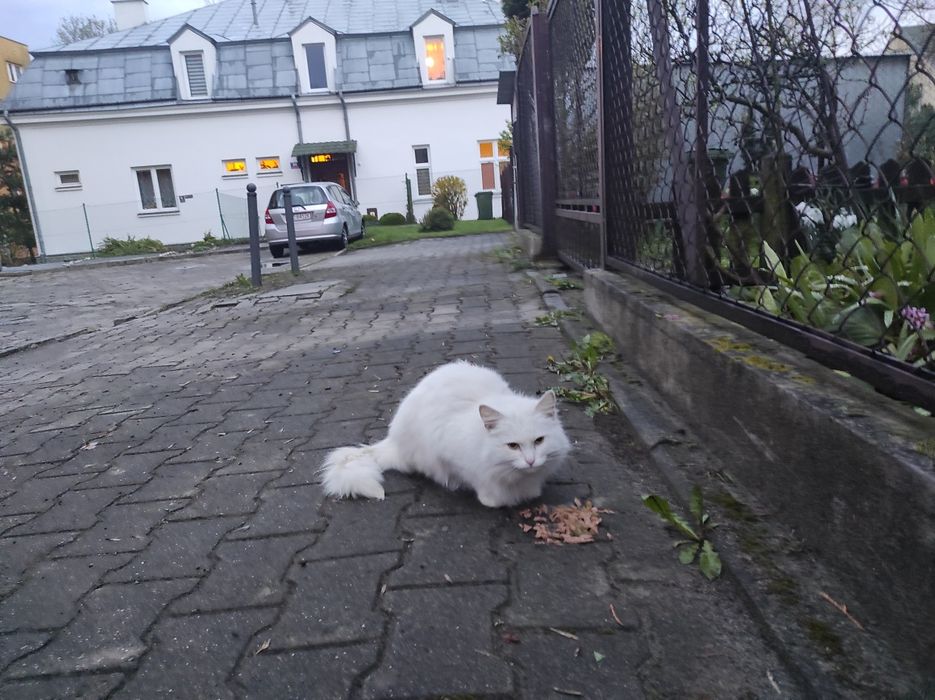 Czyj ten kotek cały biały chyba kotka ,na pewno jest kogoś .