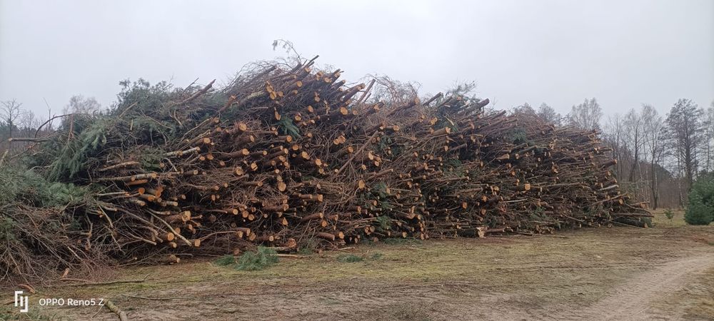 Inwentaryzacja zieleni Zezwolenia Ornitolog Wycinka drzew Nasadzenia