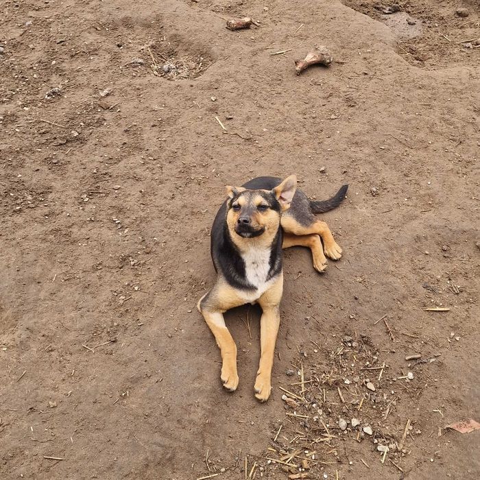 Roczne suczki do adopcji.